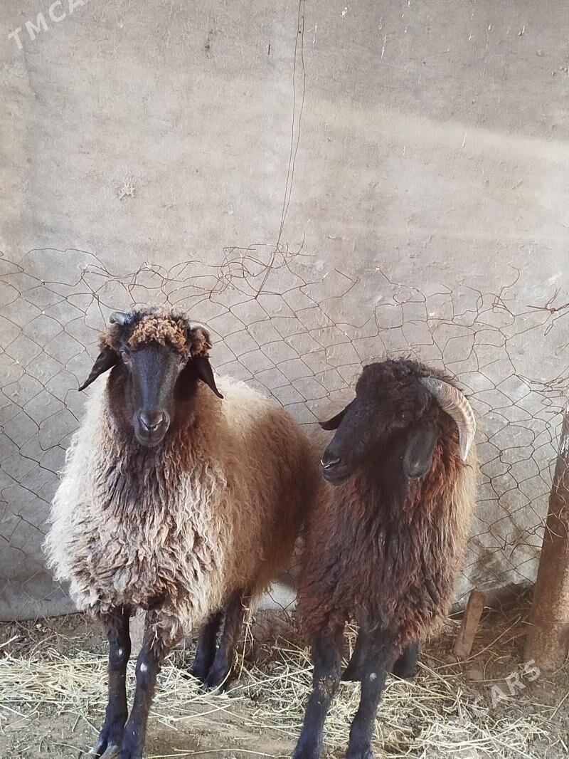 goyun - Сакарчага - img 1