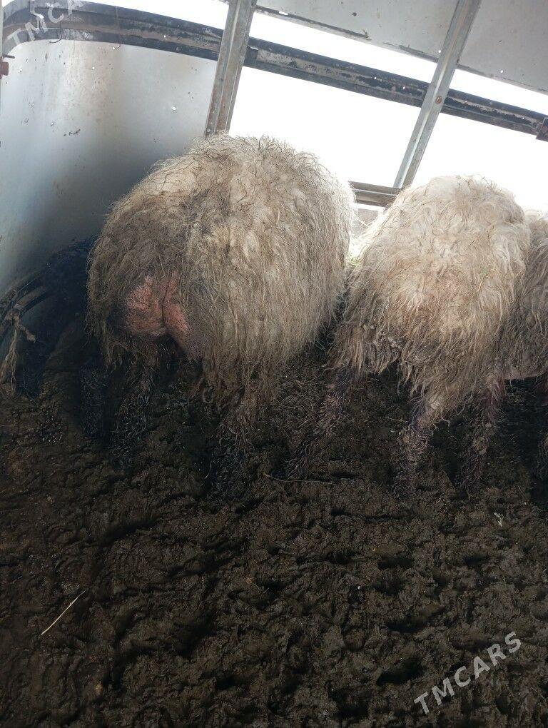 semiz goyunekim 97 - Aşgabat - img 1