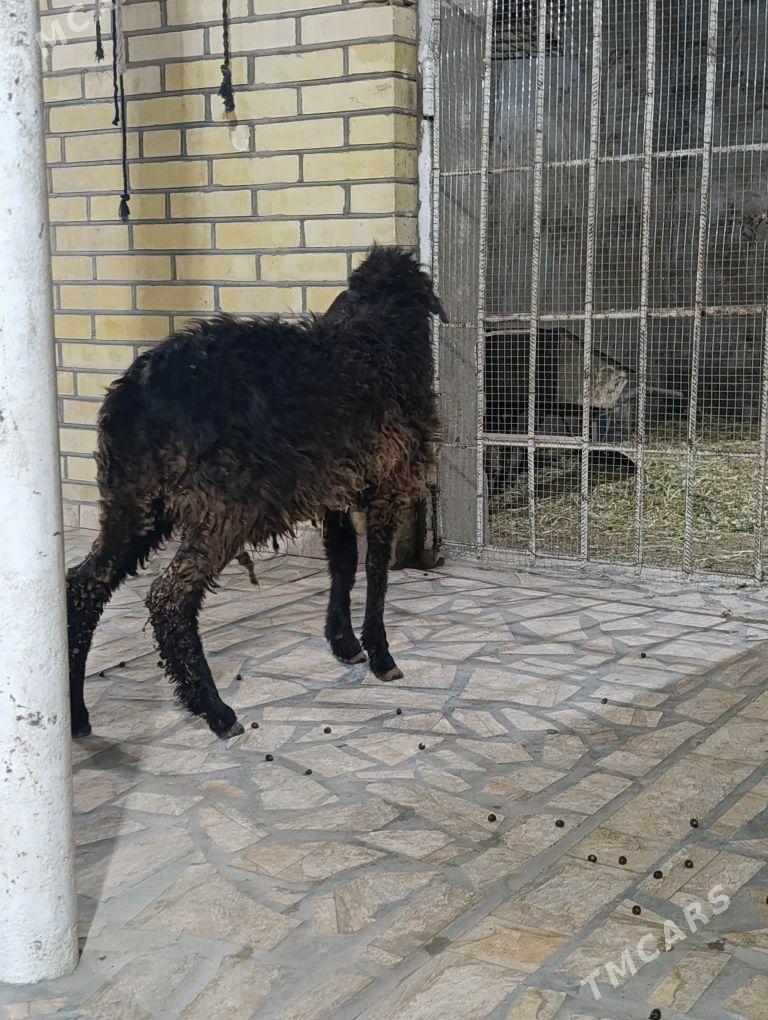 Tokly - Мары - img 1