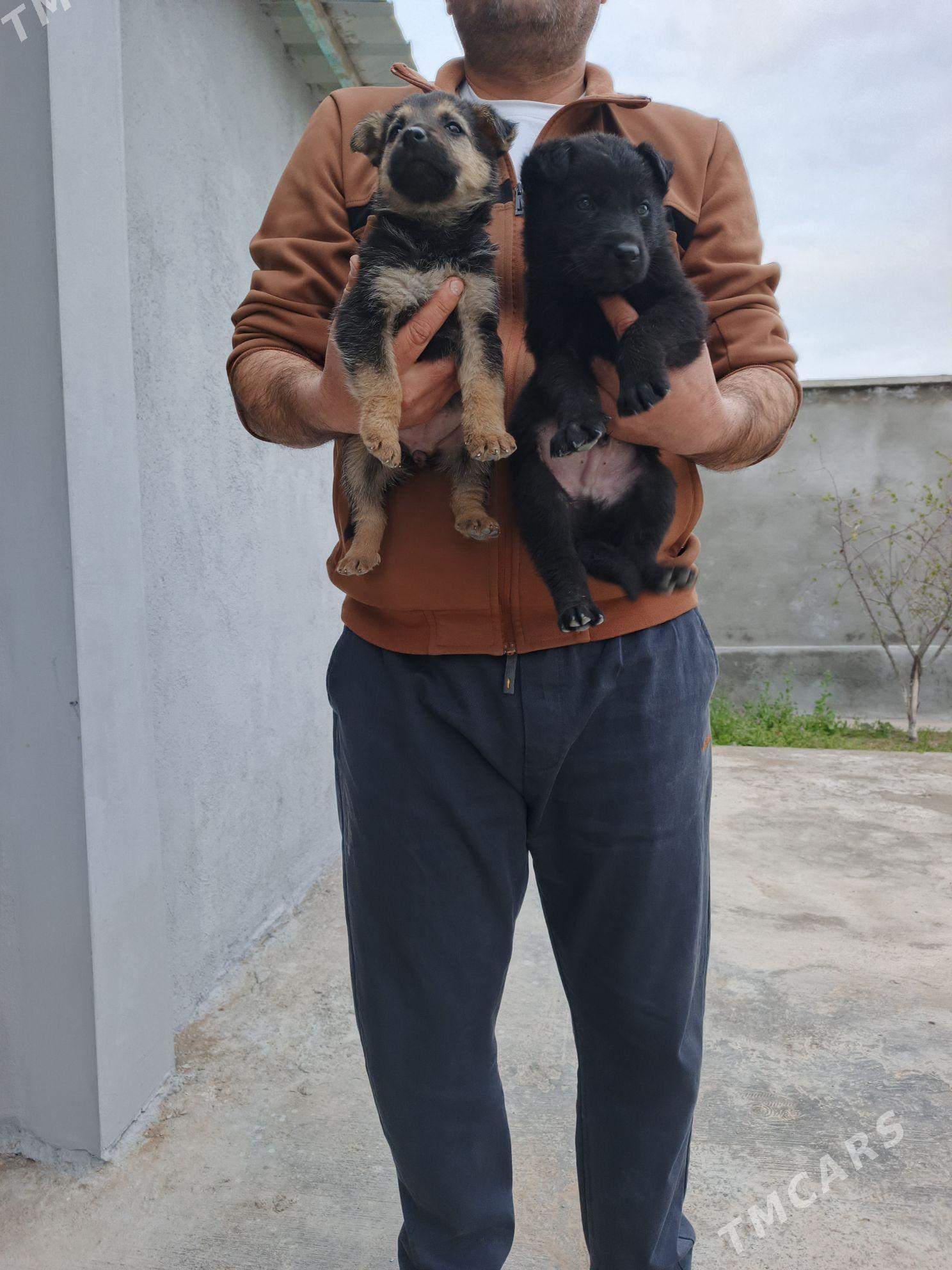 Авчарка шеноки ВЕО. - Тязе заман - img 1