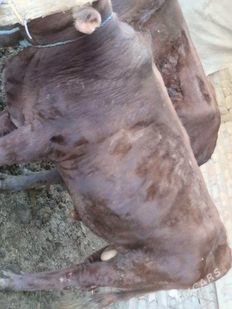 Ökuz - Туркменабат - img 1