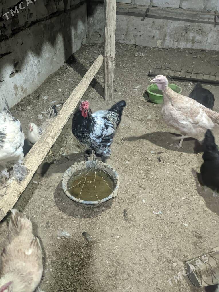 horaz - Gumdag - img 1