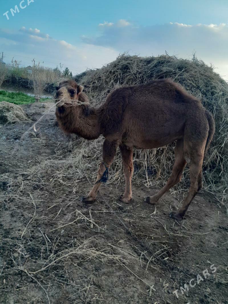 duye - Теджен - img 1