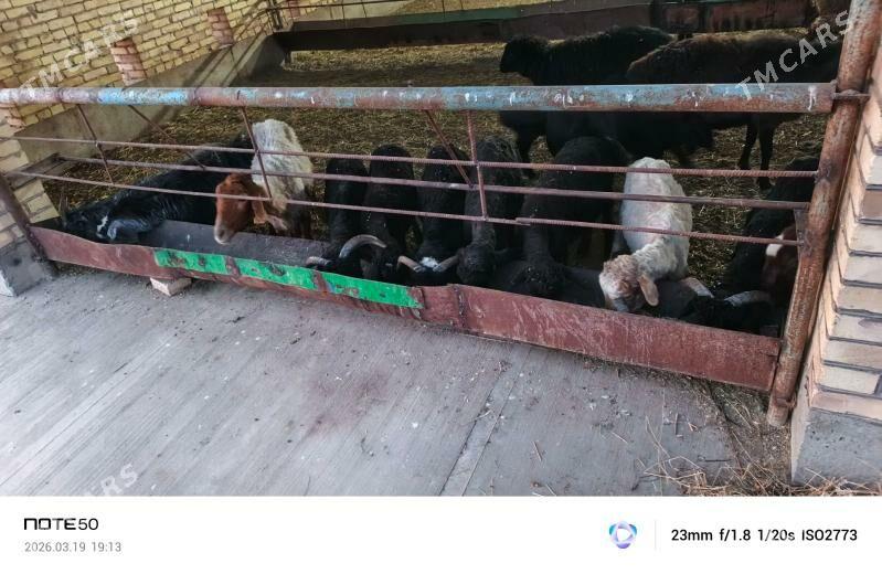 Koçkar kuzylar - Чарджоу - img 1