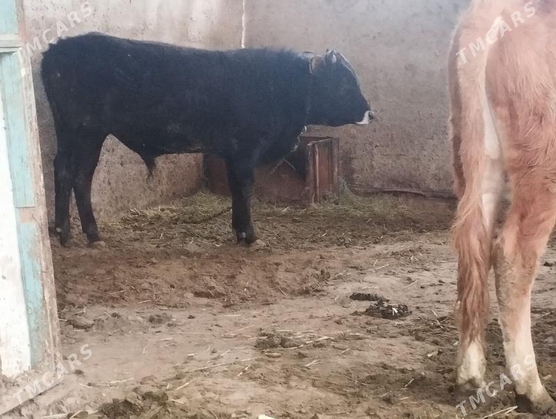 okuz - Яшлык - img 1