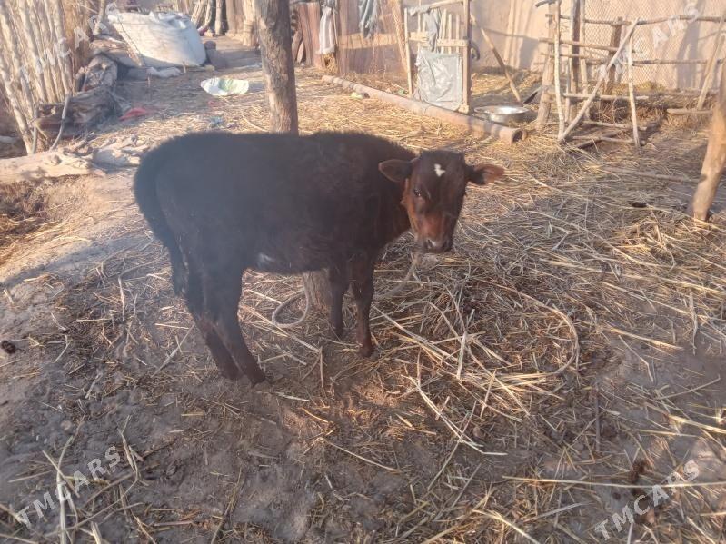 tanaly sygyr . gacar . okuz - Губадаг - img 1