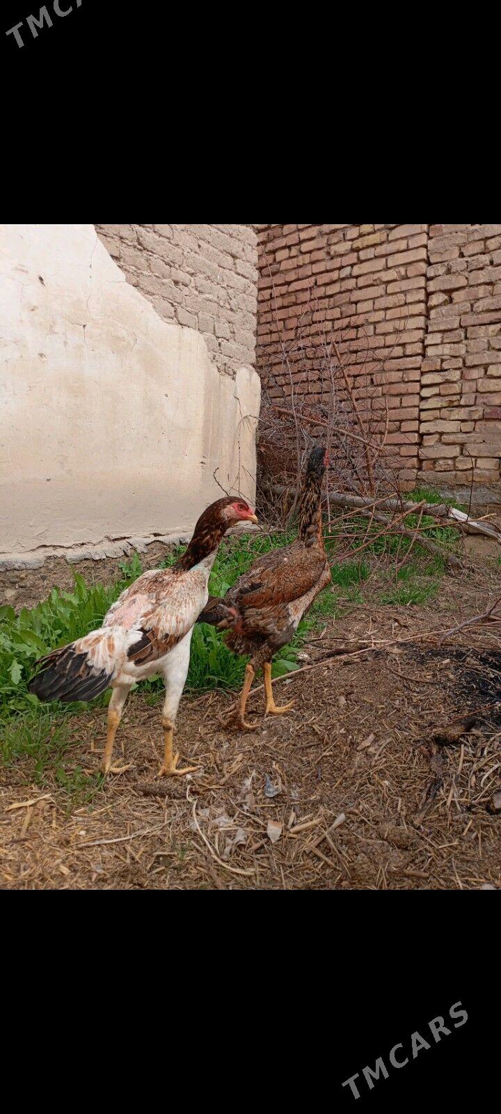 Taskent towuk - Mary - img 1