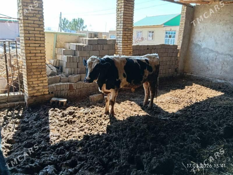 Galsteyin okuz - Dänew - img 1