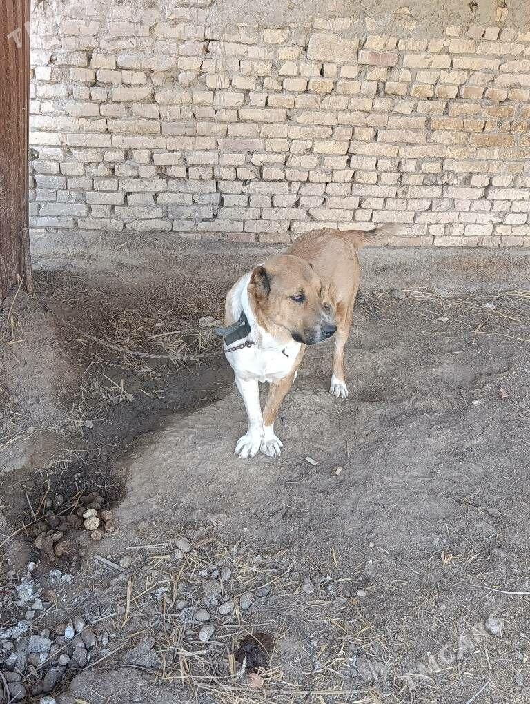 boynak - Чарджоу - img 1