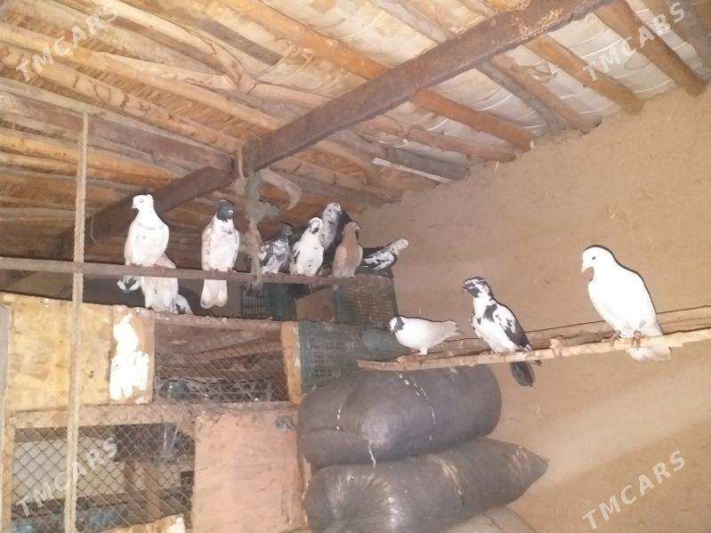 Kepderi. - Акдепе - img 1