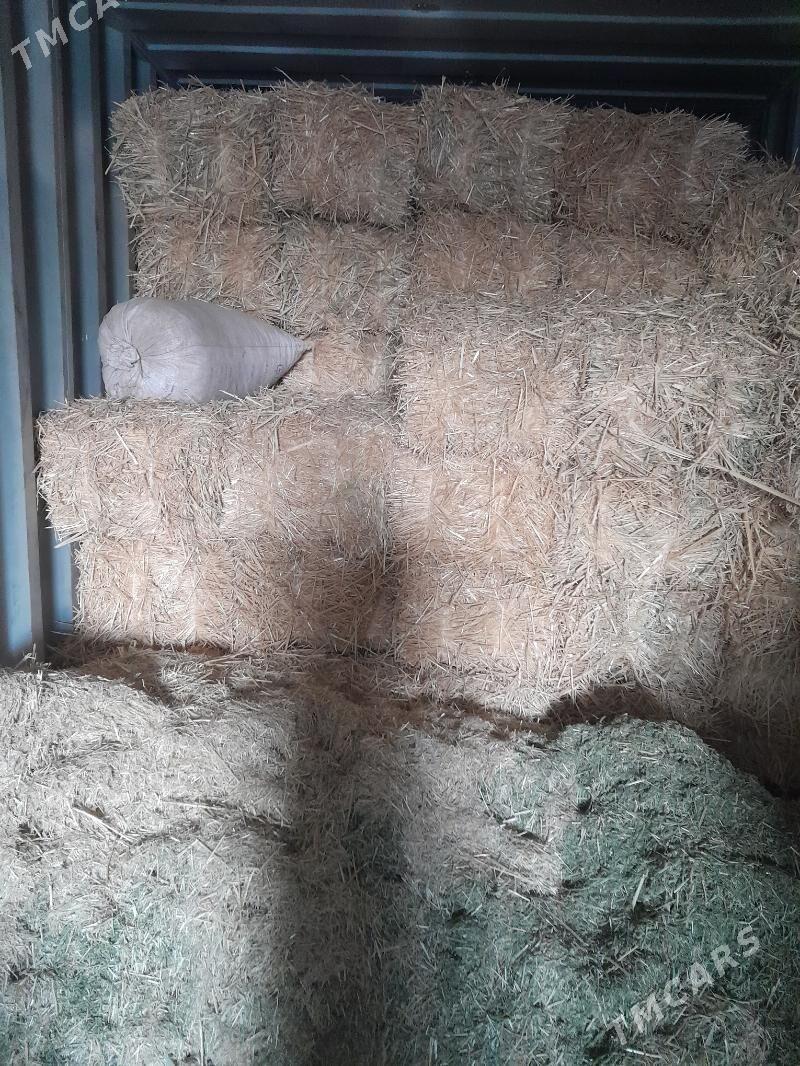 Saman - Балканабат - img 1