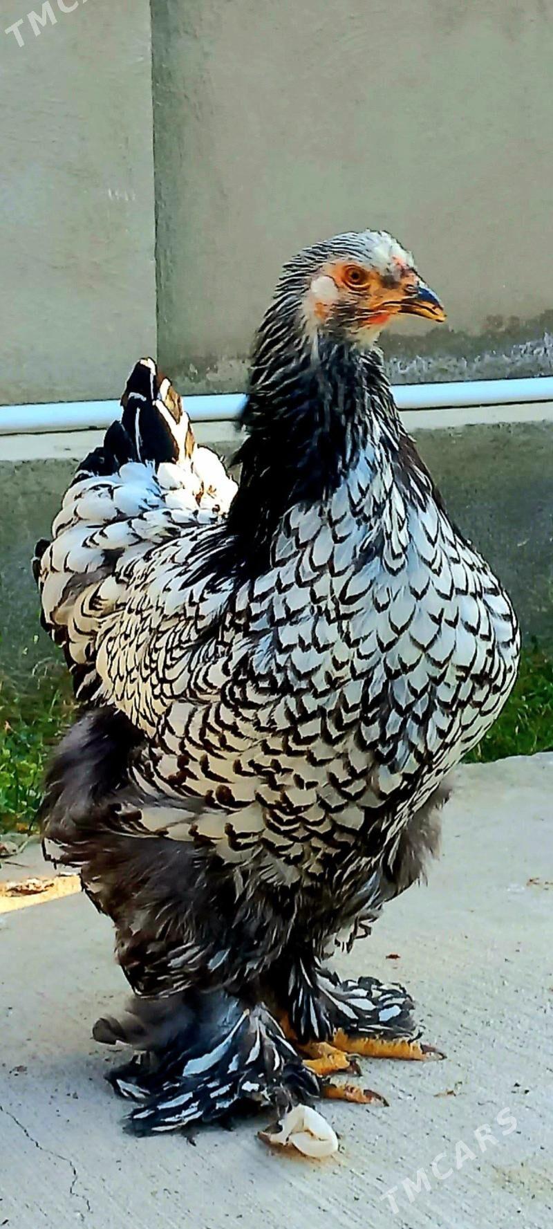 Brama silwer - Balkanabat - img 1