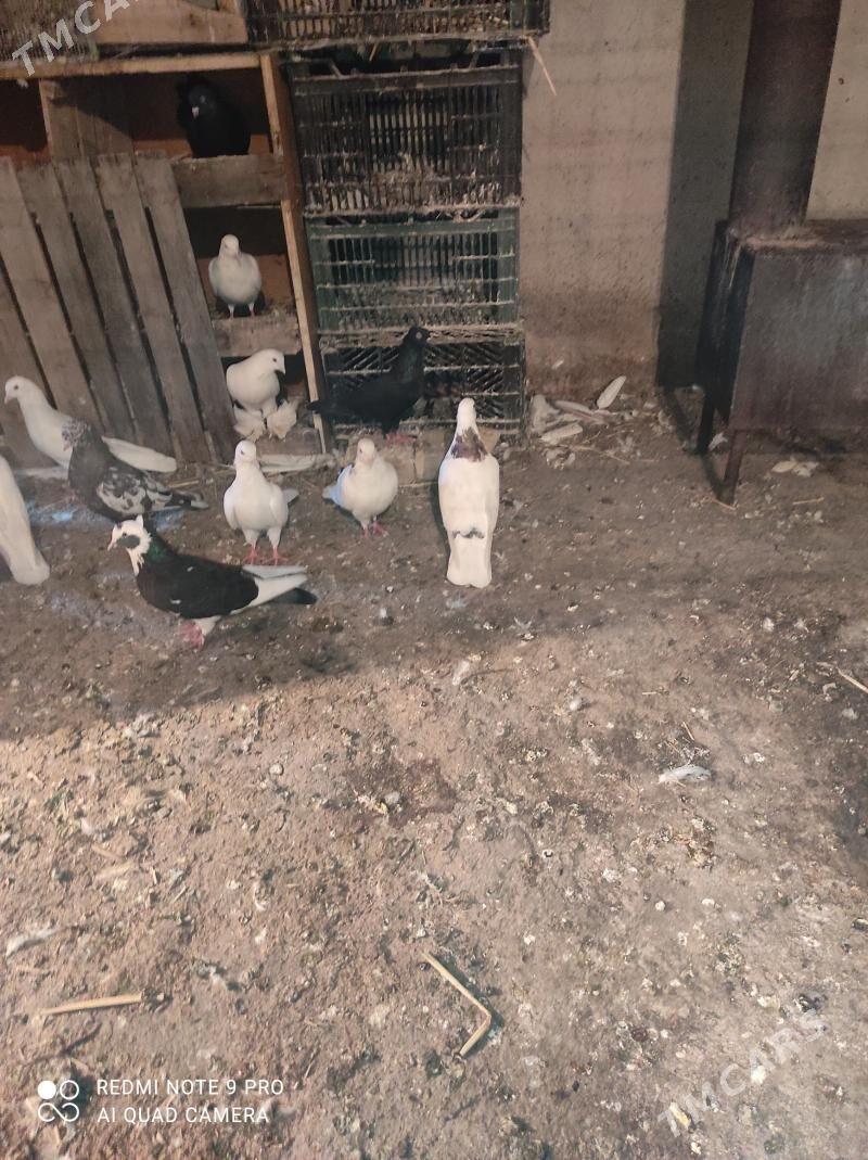 kepdery - Bagyr - img 1