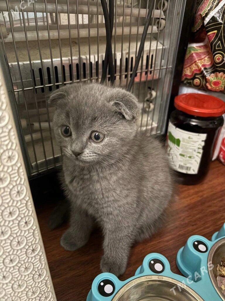 satlanskiy pisik - Ашхабад - img 1