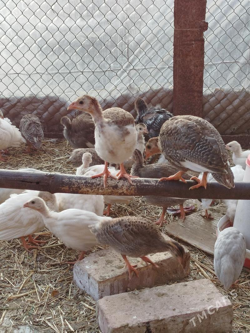 Sisarka (käkilik) - Гёкдепе - img 1