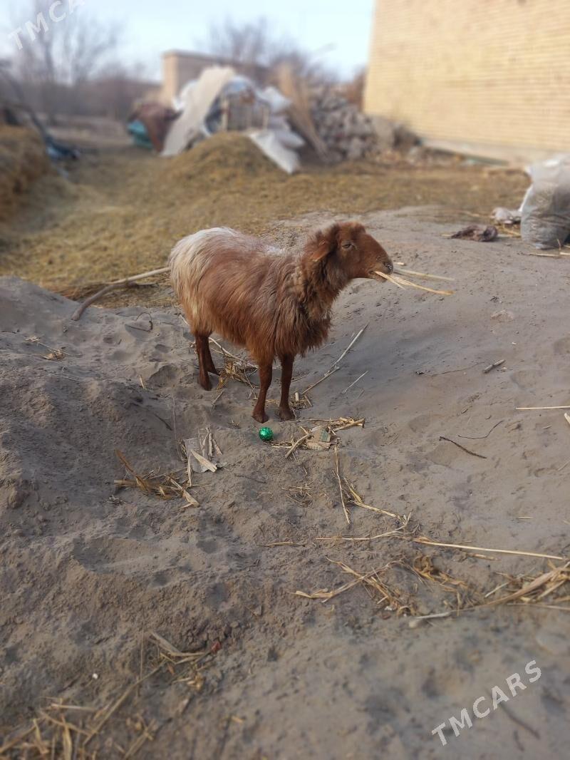 guyin - Şabat etr. - img 1