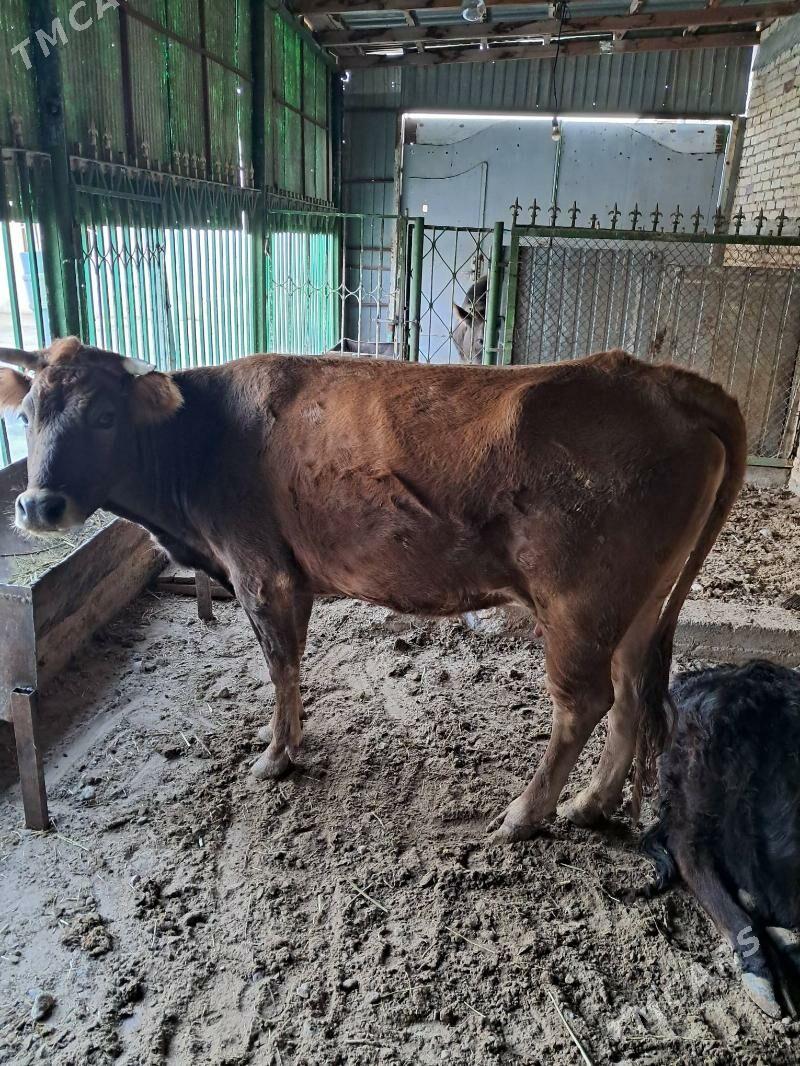 голели сыгыр - Gyzylarbat - img 1