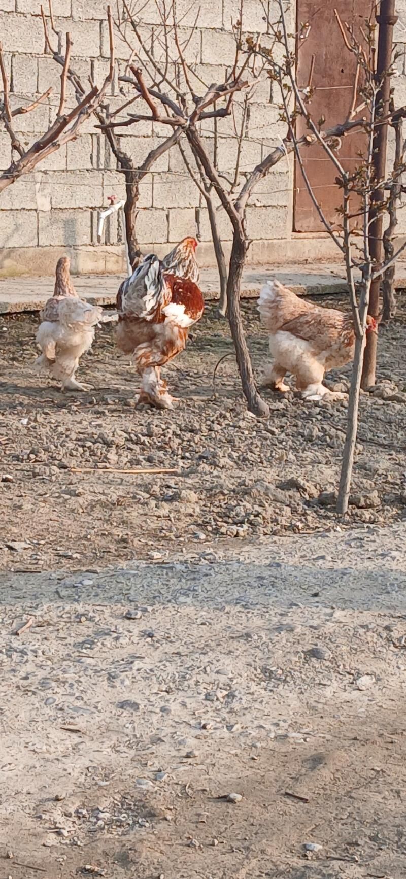 Brama yumurtga - Гёкдепе - img 1