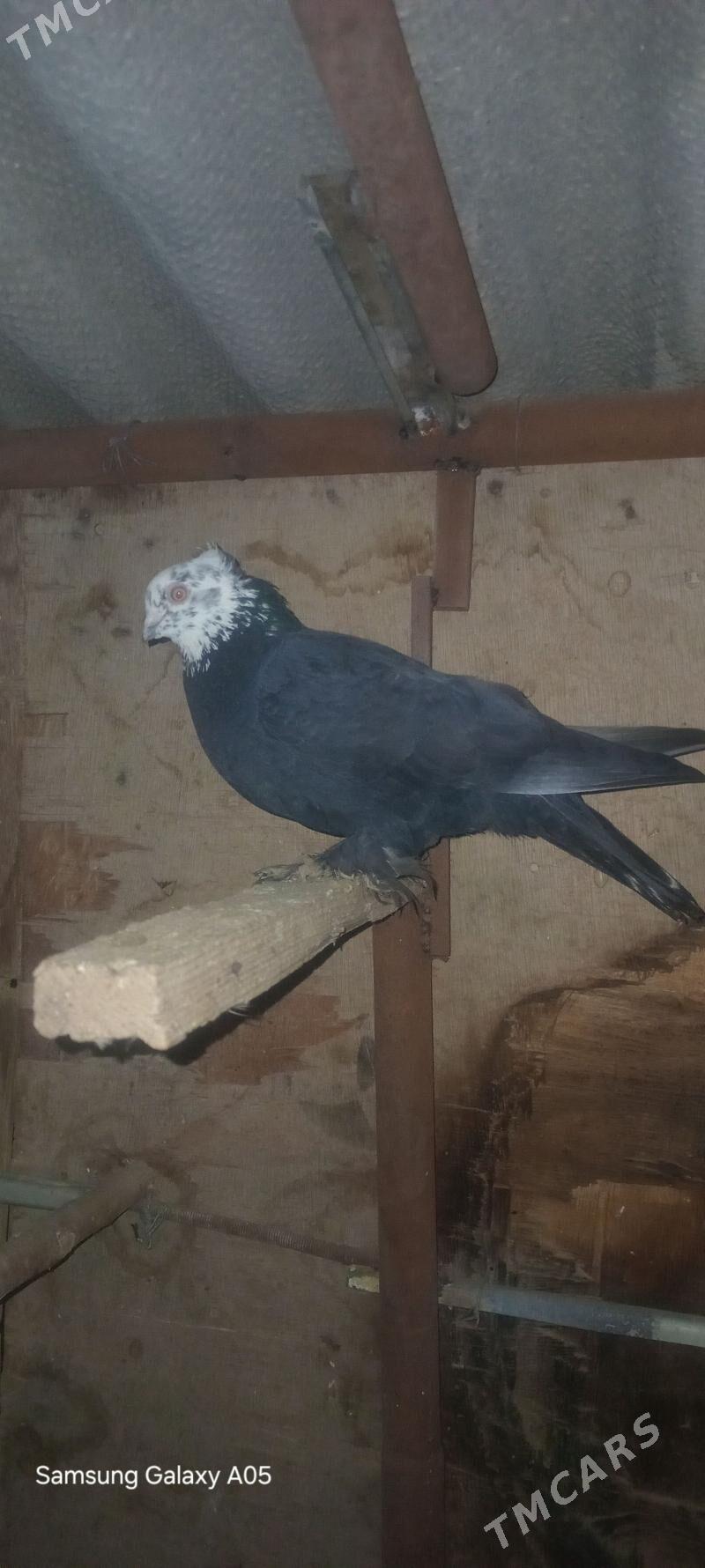 kepderi - Sakarçäge - img 1