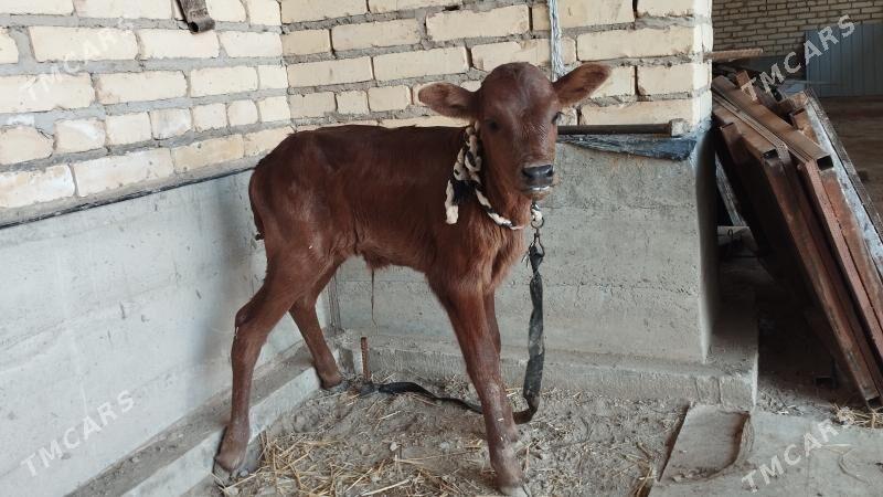 Ýerli sygyr - Hojambaz - img 1