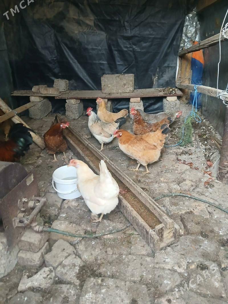 towuk - Bagyr - img 1