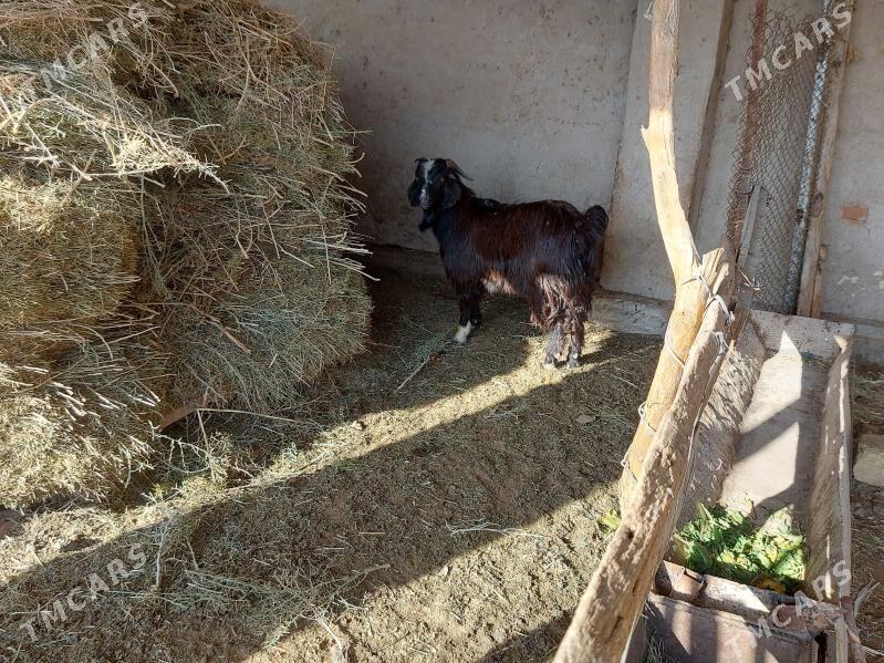 Dog - Babadaýhan - img 1