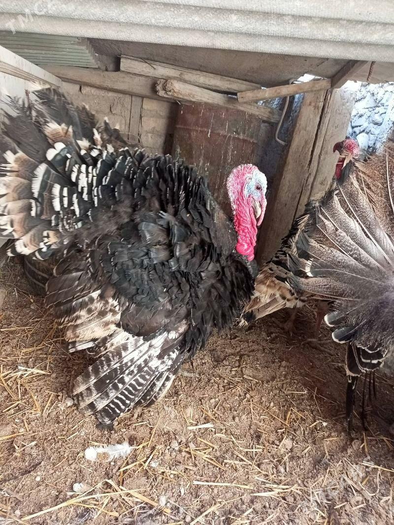 undiklar - Туркменабат - img 1