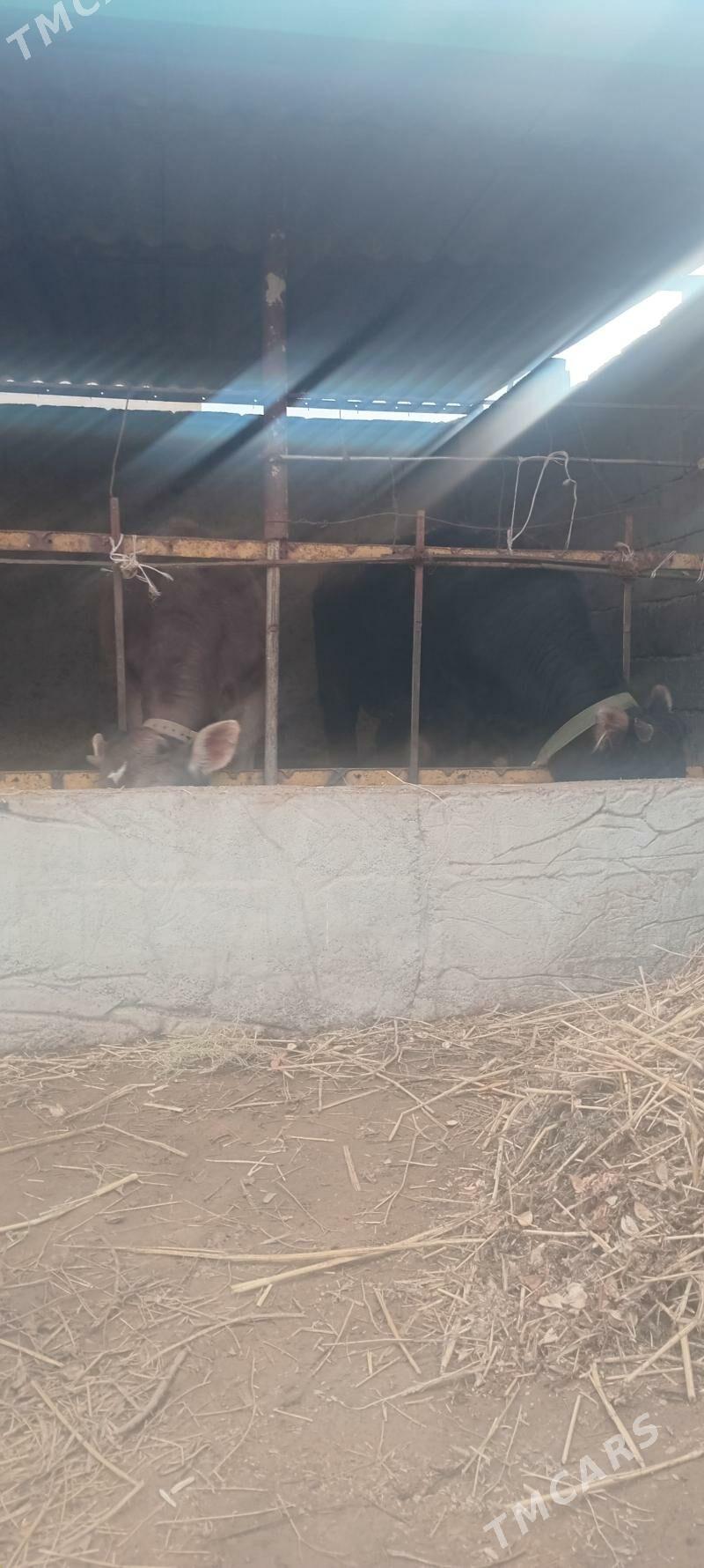 öküz tüwe - Анев - img 1