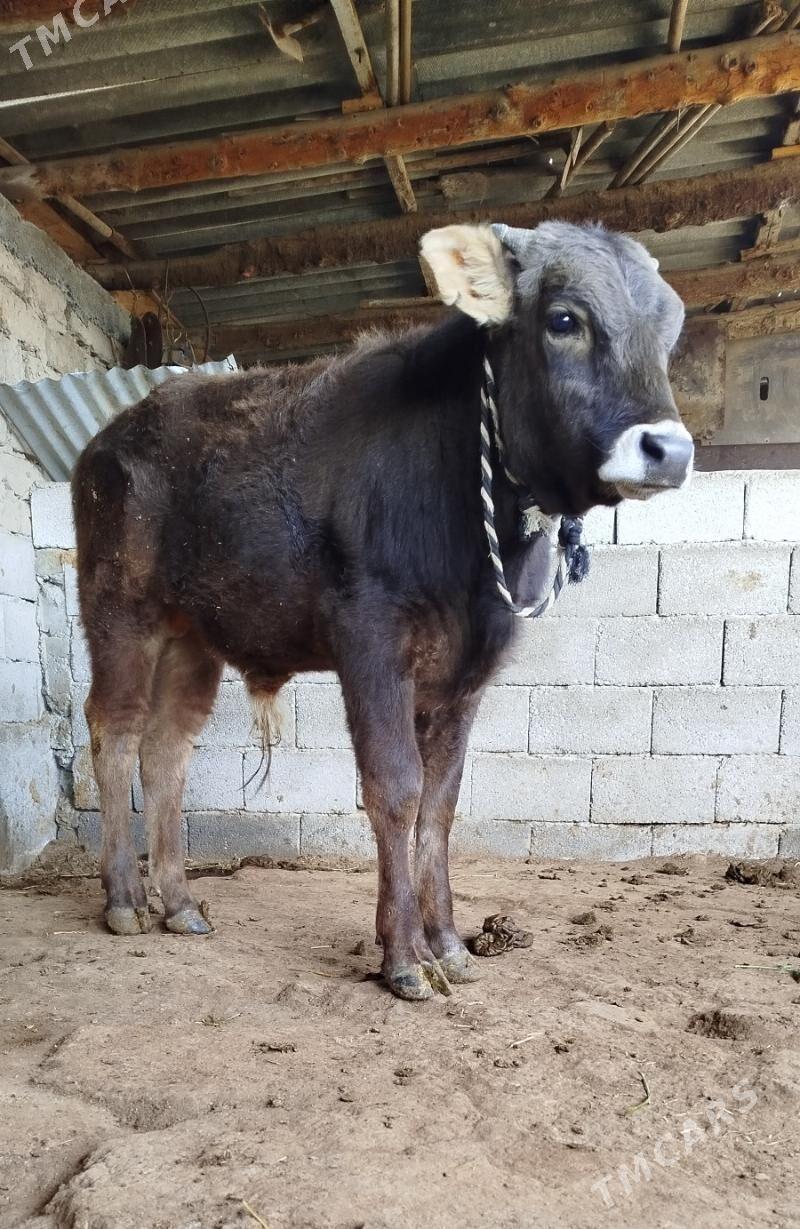 öküz - Aşgabat - img 1