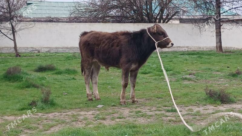 okuz - Aşgabat - img 1