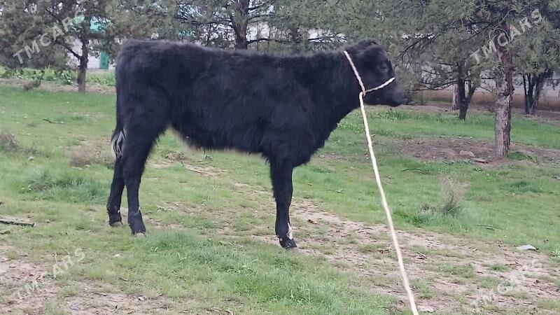 okuz - Aşgabat - img 1