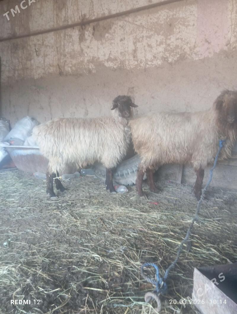 goc - Дашогуз - img 1