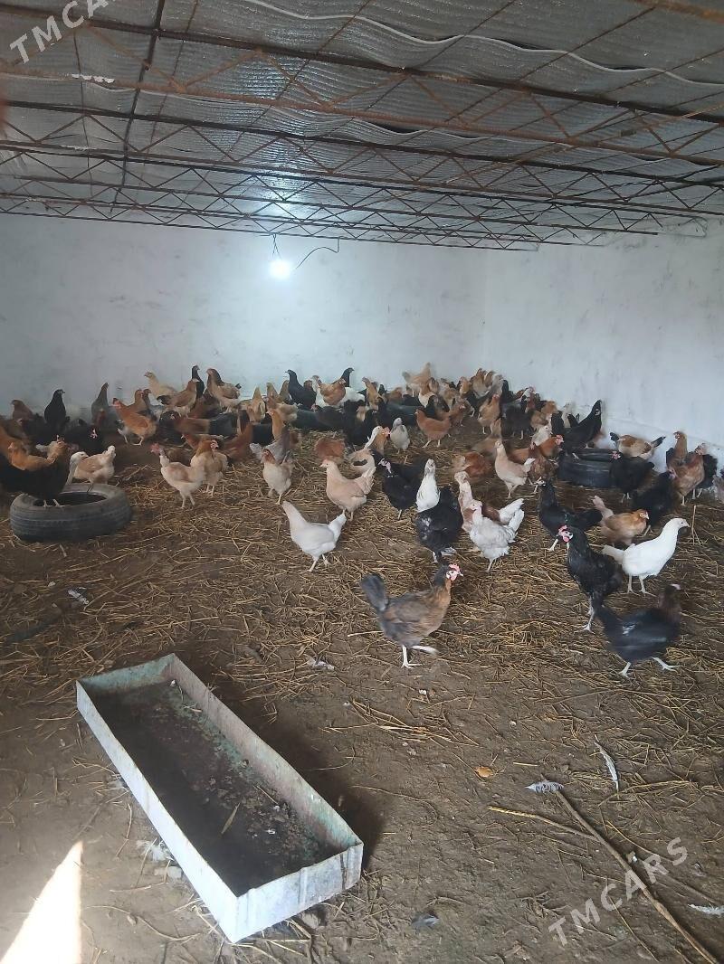 Towuk - Sakar - img 1