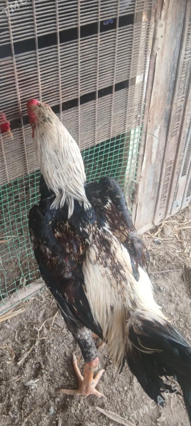 hiraz - Türkmenabat - img 1