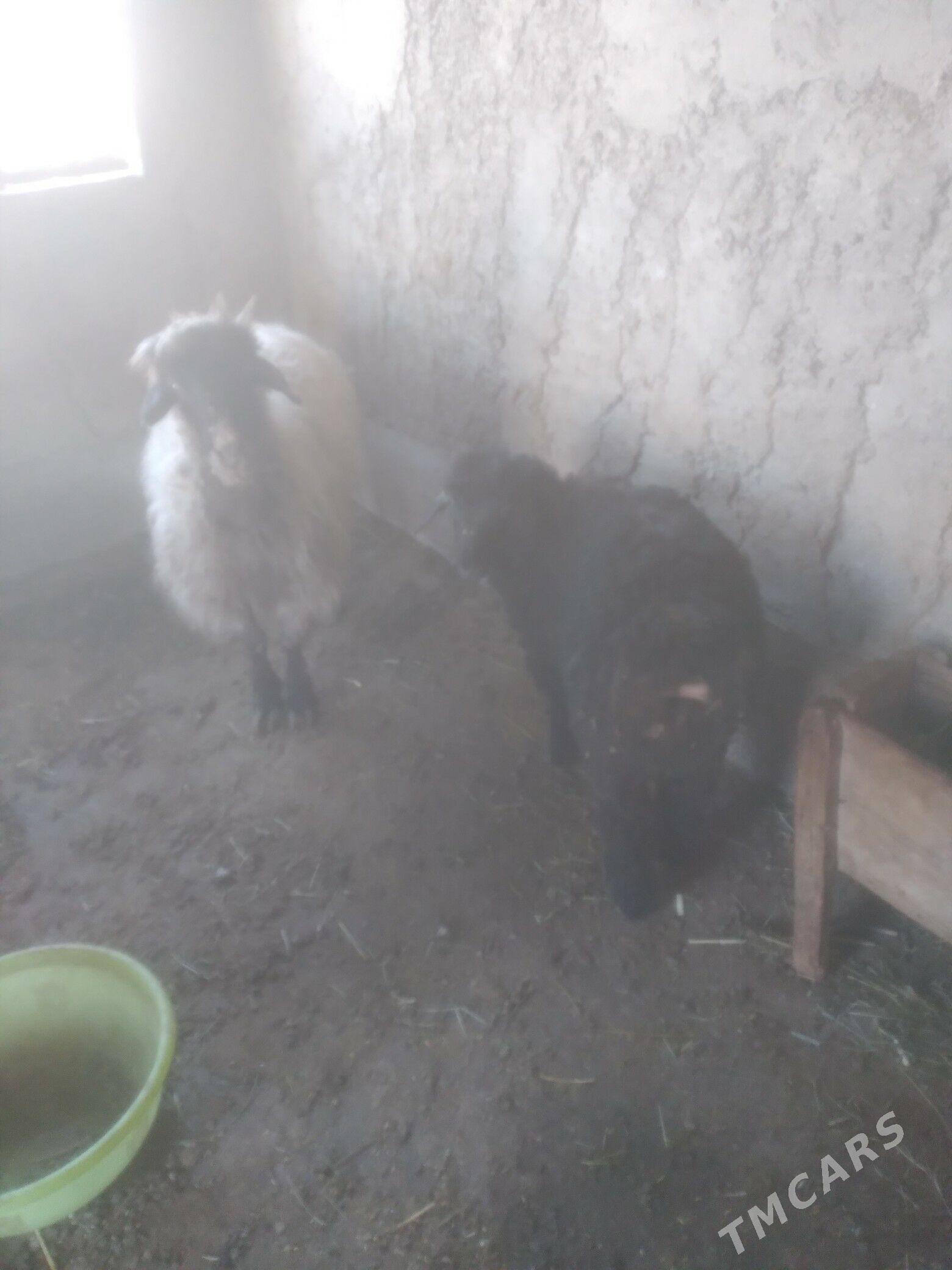 Guzuly Goyun - Теджен - img 1