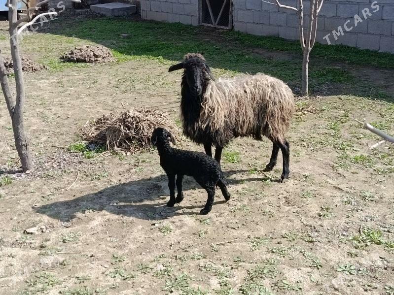 Guzyly Goyun - Гёкдепе - img 1