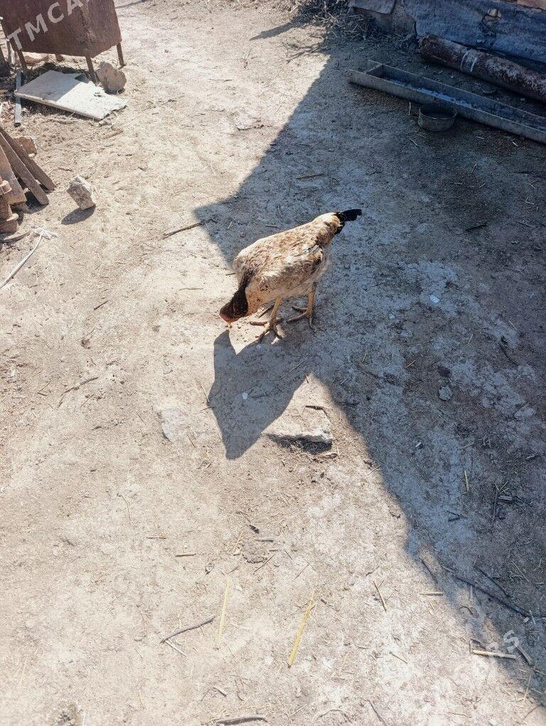 TOWUK - Туркменабат - img 1