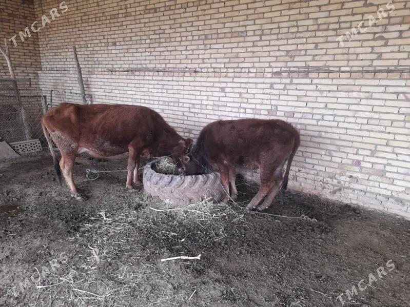 satlyk sygyr - Халач - img 1