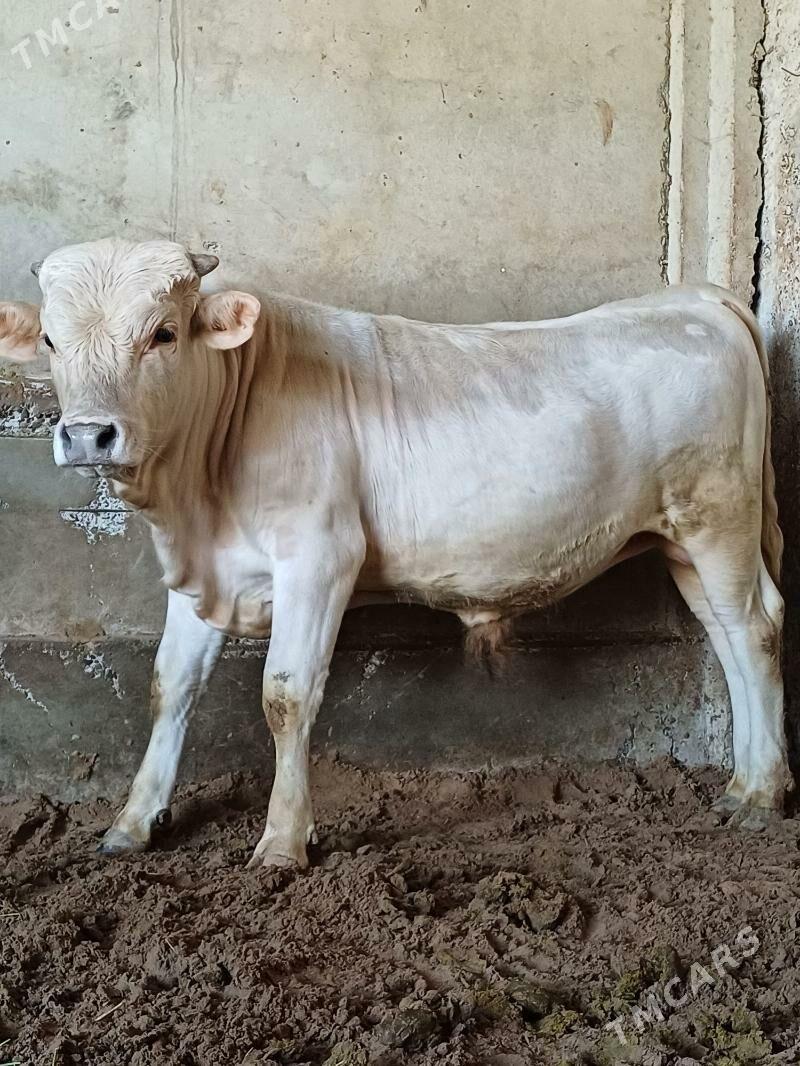 Kubin okuz - Büzmeýin - img 1