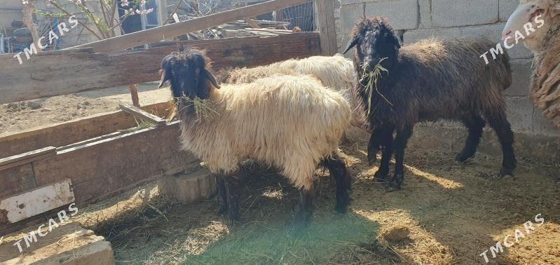 yaş işşekler... - Гёкдепе - img 1