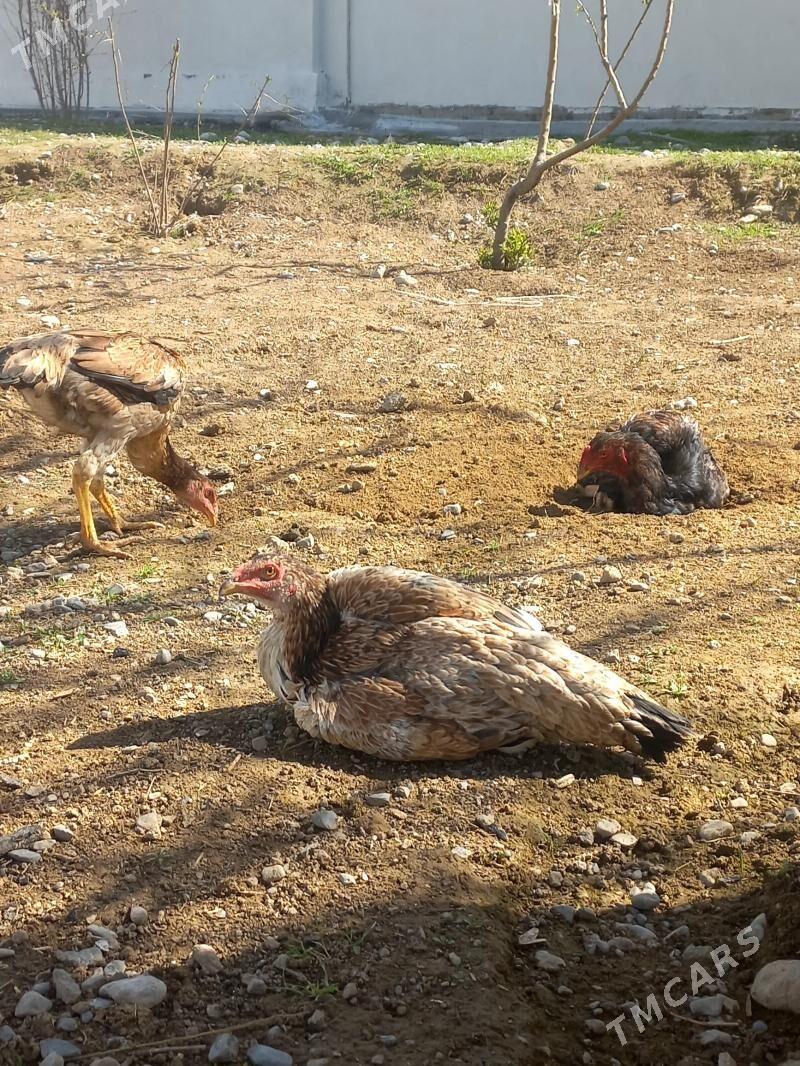 taskent maki - Ашхабад - img 1