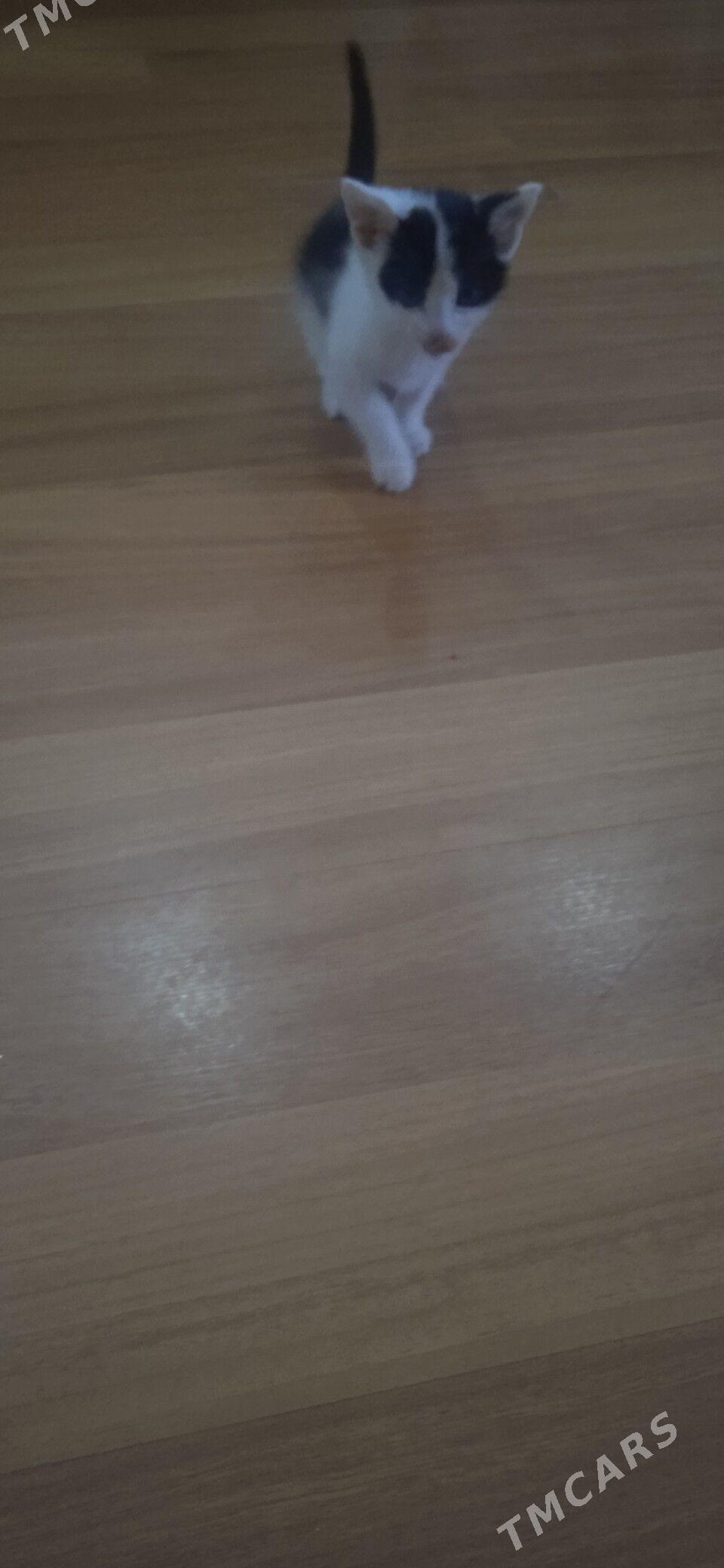 котят - 30 mkr - img 1