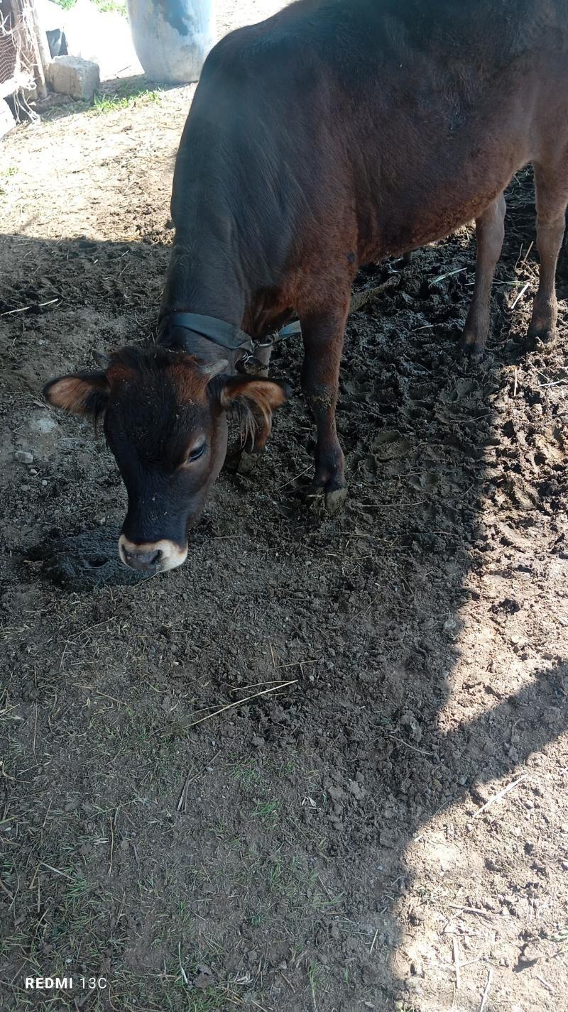 gole - Gökdepe - img 1