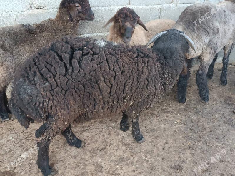 tokullar - Ялкым - img 1