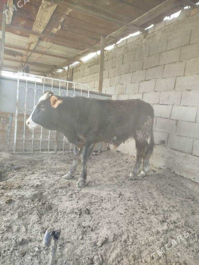 okuz gbryt. - Gökdepe - img 1