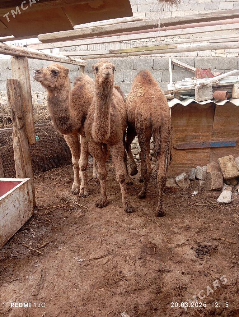 torum - Bereket - img 1