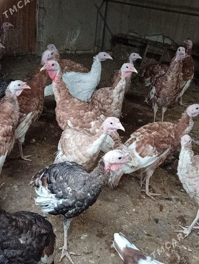 induklar - Gyzylarbat - img 1