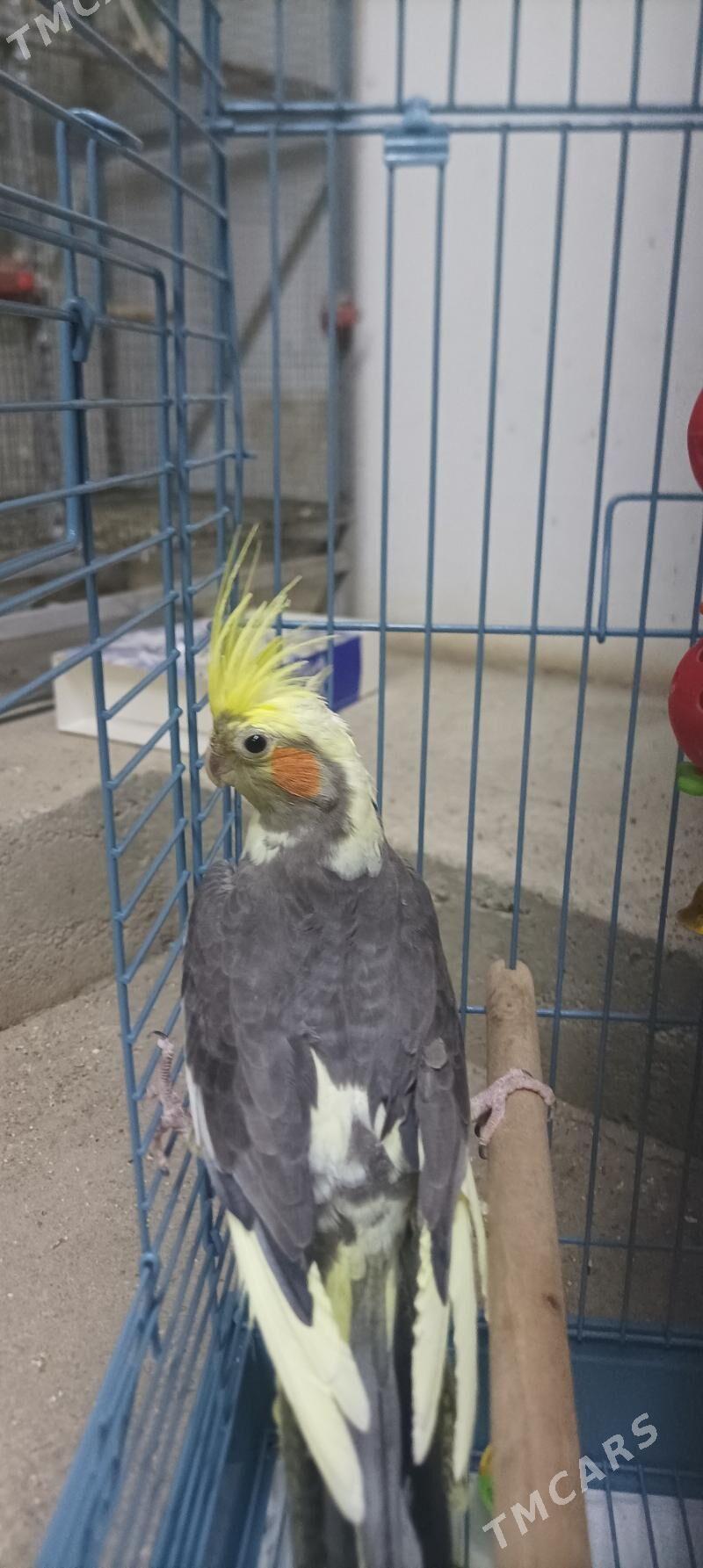 karella - Aşgabat - img 1