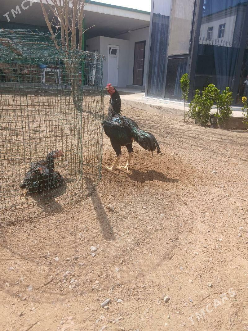 Taskent horaz - Täze zaman - img 1