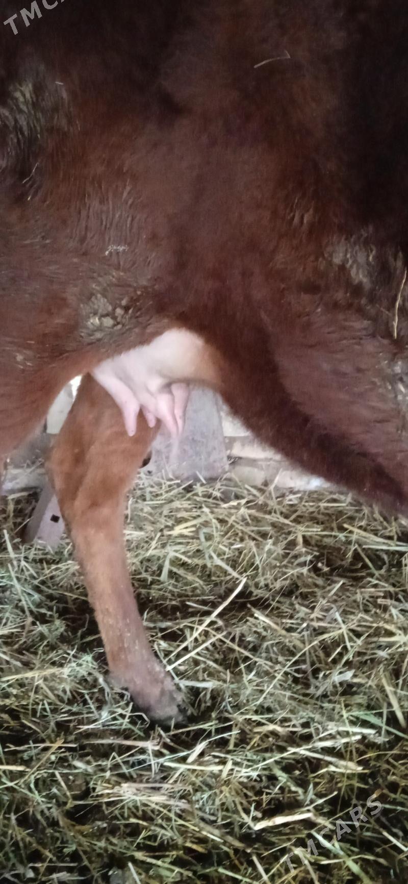 Burlat sygyr - Garabekewül - img 1